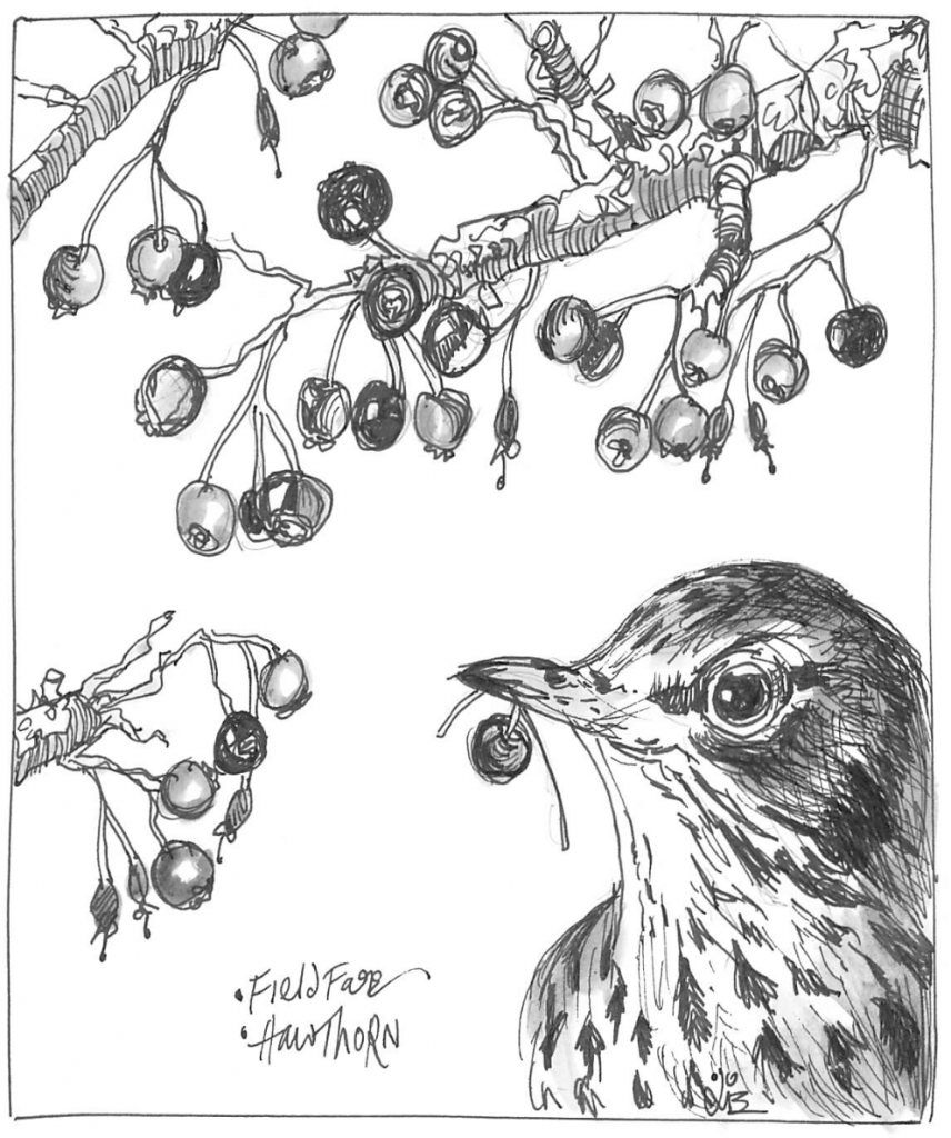 Drawing of Fieldfare with a hawthorn berry in its beak, and hawthorn twigs